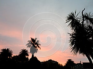 Palm tree silhouette at sunset