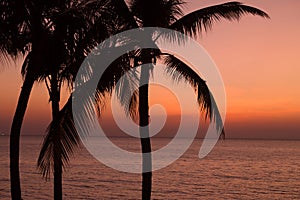 Palm tree silhouette on sunset background at the sea. Tropical evening.