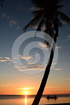 Palm tree silhouette at sunset. Boracay Island. Western Visayas. Philippines