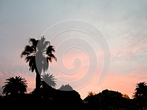 Palm tree silhouette at sunset