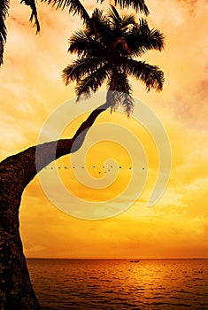 Palm tree silhouette on sunset tropical beach