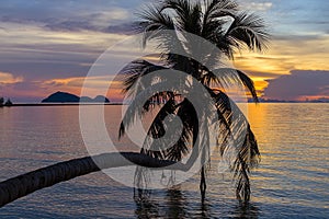 Palm tree silhouette at sunset on tropical beach, island Koh Phangan, Thailand