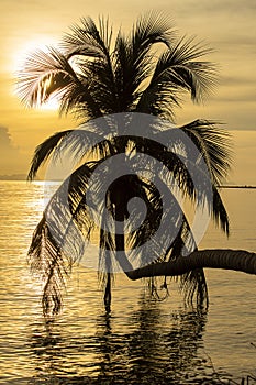 Palm tree silhouette at sunset on tropical beach, island Koh Phangan, Thailand