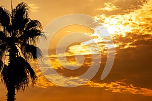 Palm tree silhouette on sunset tropical sky