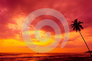 Palm tree silhouette on tropical beach