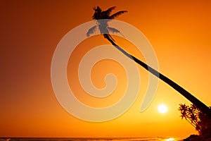 Palm tree silhouette on tropical beach at sunset