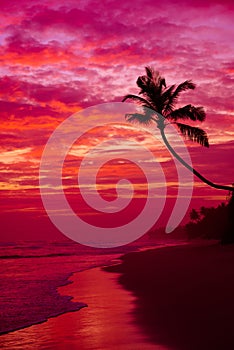 Palm tree silhouette on tropical beach vivid twilight sky