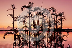 Palmera un árbol reconocemos en naranja atardecer amazónico la jungla 