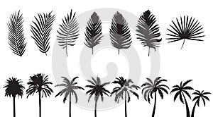 Palm tree silhouettes collection. Isolated palms leaves set. Vector graphics of trees.