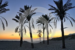 Palm tree silhouettes - Costa del Sol photo