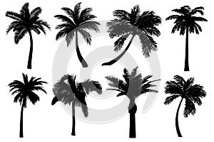 Palm tree silhouettes set isolated on white background.  Black tropical icons collection of coconut tree. Different shapes of