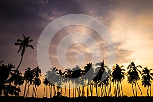 Palm Tree Silhouettes at Sunset in Hawaii