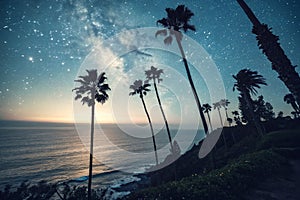 Palm tree silhouettes under starry sky