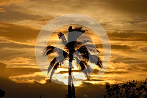 Palm Tree Silhoutee at dusk