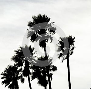 Palm Tree siloette in California photo