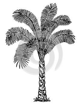 Palm Tree. Sketch of Dates Fruit on palm isolated on white. Tropical palm tree, black on white background. Hand Drawing