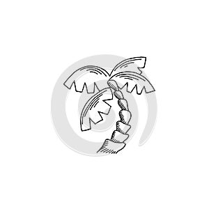 Palm tree sketch drawing icon summer themed