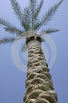 Palm tree with sky