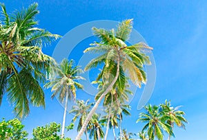 Palm tree on sky