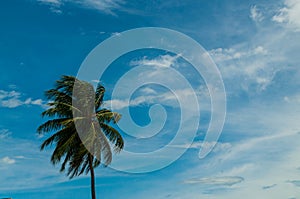 Palm tree with sky background full of clouds