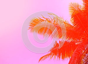 Palm tree on sky background. Palm leaf ornament. Pink and orange toned photo.