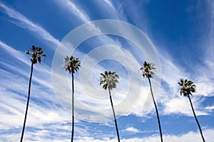 Skyscape with Five Tall Palm Trees
