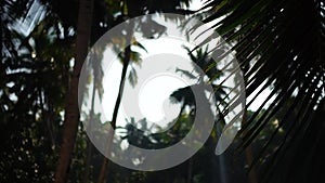 Palm tree and sky Kerala India