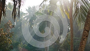 Palm tree and sky Kerala India