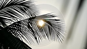 Palm tree and sky Kerala India