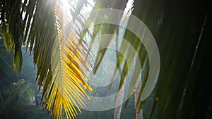 Palm tree and sky Kerala India