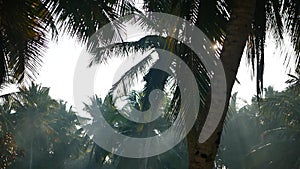 Palm tree and sky Kerala India