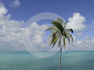 Palma strom nebo oceán 