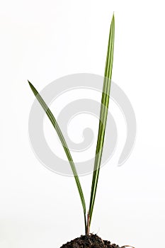 Small date tree on white background.