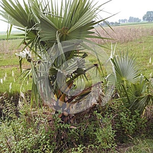 Palm tree in Bihar India