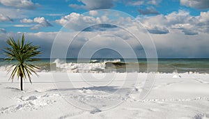 Palm tree at the snow covered beach