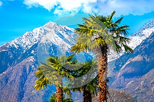 palm tree snow mountain - summer and winter blend - palms and mountains with snow background