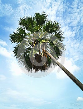 Palm tree soars into blue sky