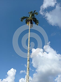 a palm tree that soars into the sky