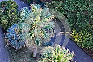 Palm tree in Sochi arboretum. photo