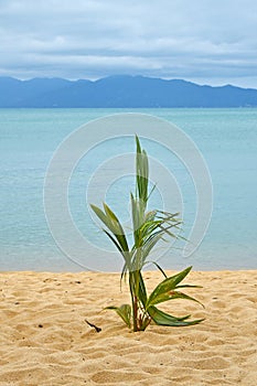 Palm tree sprout on sand sea beach