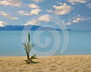Palm tree sprout on sand Thai sea beach
