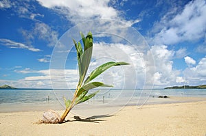 Palm tree sprout on a tropical beach, Nananu-i-Ra island, Fiji