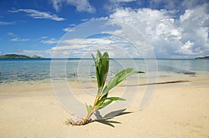 Palm tree sprout on a tropical beach, Nananu-i-Ra island, Fiji