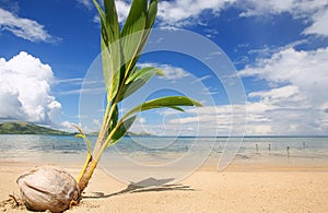 Palm tree sprout on a tropical beach, Nananu-i-Ra island, Fiji