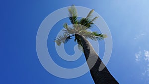 Palm tree standing in the wonderful blue sky