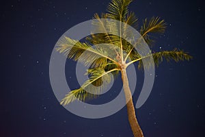 Palm Tree With Stars In Back Ground