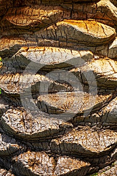 Palm tree stem detail bark texture