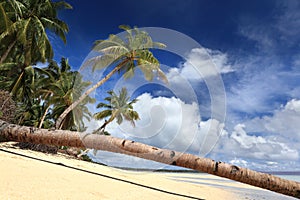 Palm tree stem on tropical paradise beach