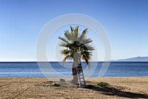 Palm tree with step ladder