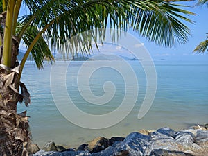 Palm tree on the stone beach as background. Koh Samui, Thailand.